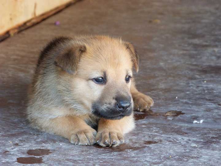 chinook dog
